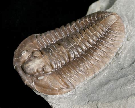 flexicalymene fossil.